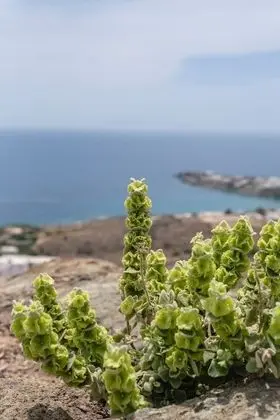 Villa, 4 Yatak Odası, Engellilere Uygun, Şömine
