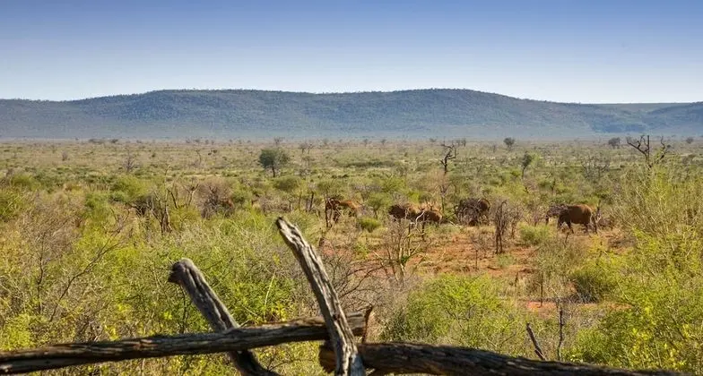 Lelapa Suite