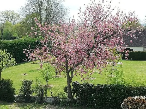 Tek Büyük Yataklı Oda, Sigara İçilmez, Bahçe Manzaralı
