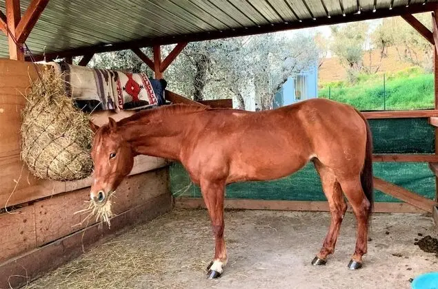 Apart Daire, Sigara İçilebilir