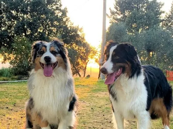 Apart Daire, Sigara İçilebilir