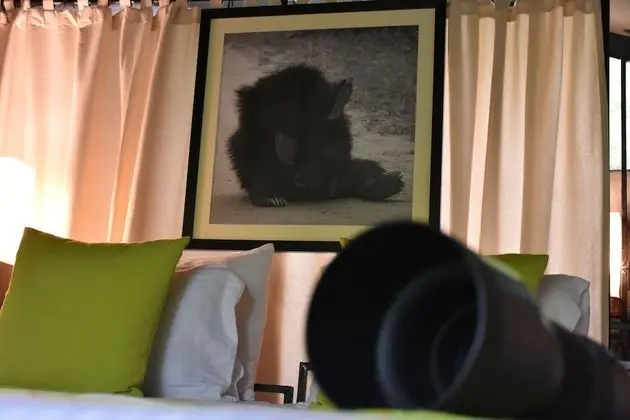 Wildlife Experience Tent - Bed & Breakfast