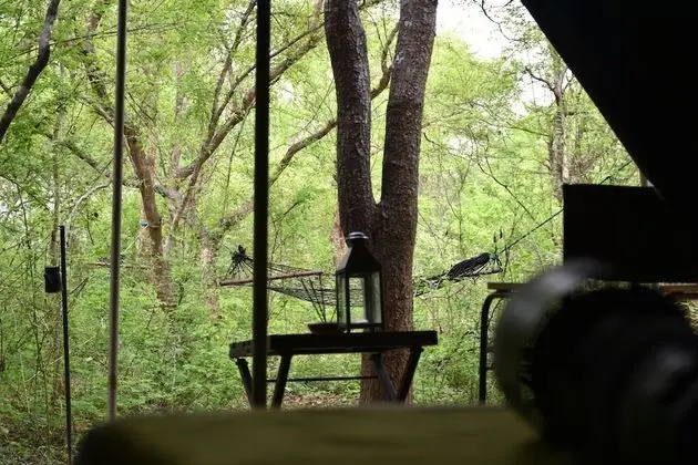 Wildlife Experience Tent with One Guided Safari, Night Walk & Cooking Demonstrations