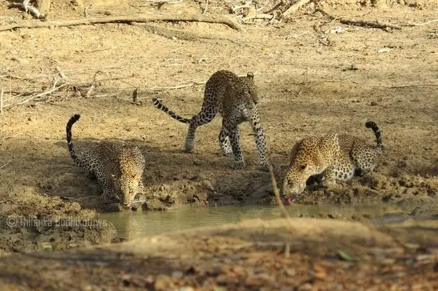 Family Glamping Suite bordering Yala with a Guided Safari