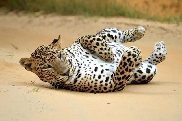 Family Glamping Suite bordering Yala with a Guided Safari