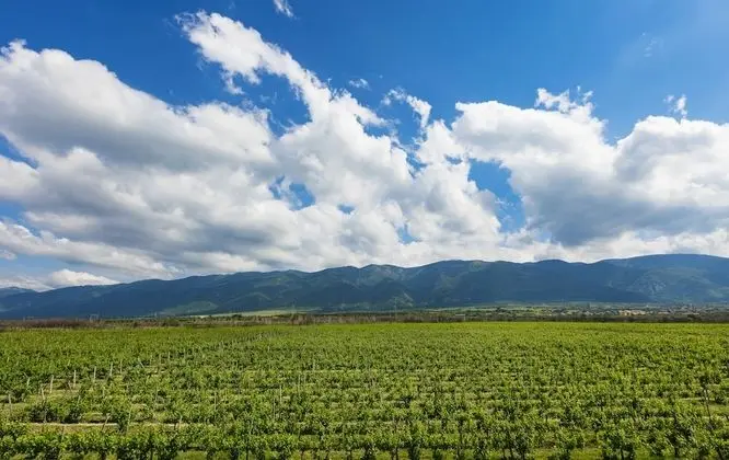 Suit Deluxe Muskat, Mountain View