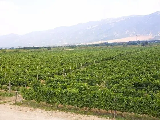 Suit Deluxe Muskat, Mountain View