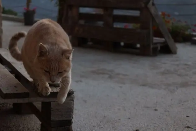 Ev, 1 Büyük (Queen) Boy Yatak ve Çekyat