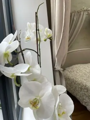 Exclusive Dört Kişilik Oda, Özel Banyo, Bahçe Manzaralı (Florentine )