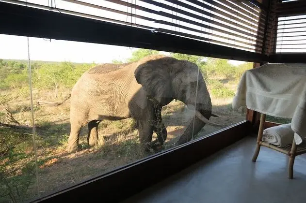 Ndebele King Suite