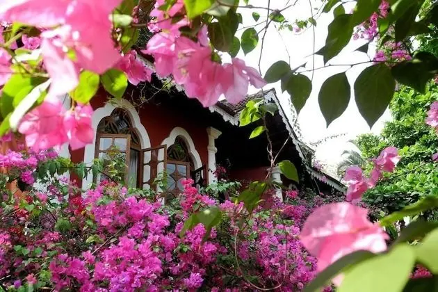 Bougainvillea Room