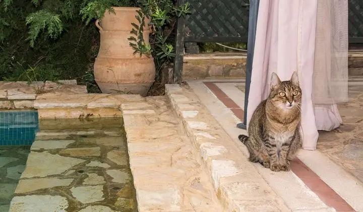 Exclusive Villa, 4 Yatak Odası, Kişiye Özel Havuzlu, Havuz Manzaralı (Afrodite)
