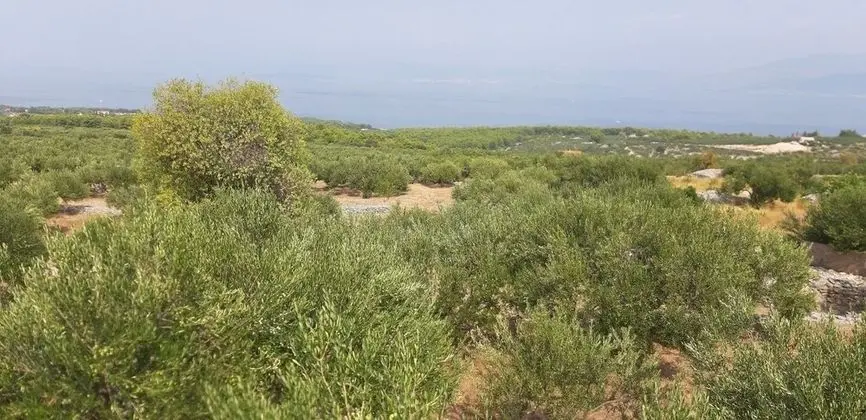 Ev (Mario - with pool - H(4+2))