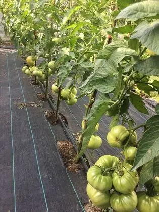 Oda, 1 Yatak Odası, Sigara İçilebilir, Balkon