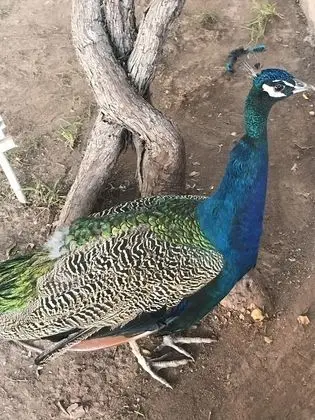 Ev, Birden Çok Yatak