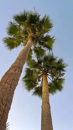 Ev, Birden Çok Yatak