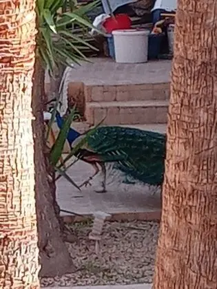 Ev, Birden Çok Yatak