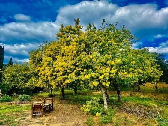Luxury Oda