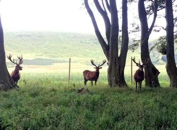 Kır Evi, Birden Çok Yatak
