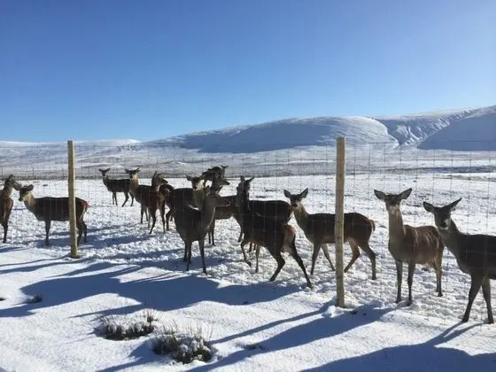 Kır Evi, Birden Çok Yatak
