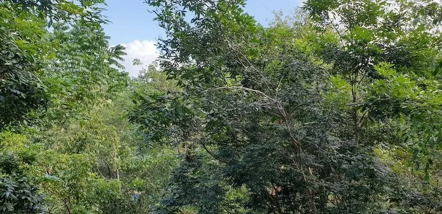Romantic Tek Büyük veya İki Ayrı Yataklı Oda, Balkon/Veranda, Bahçeli