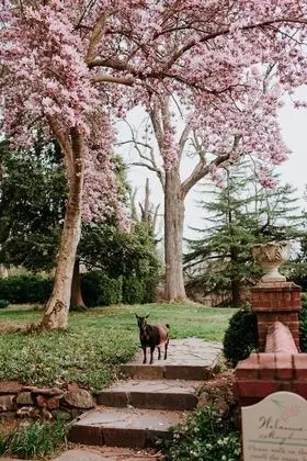 Superior Dört Kişilik Oda, Banyolu/Duşlu, Bahçe Manzaralı (Piedmont Suite)