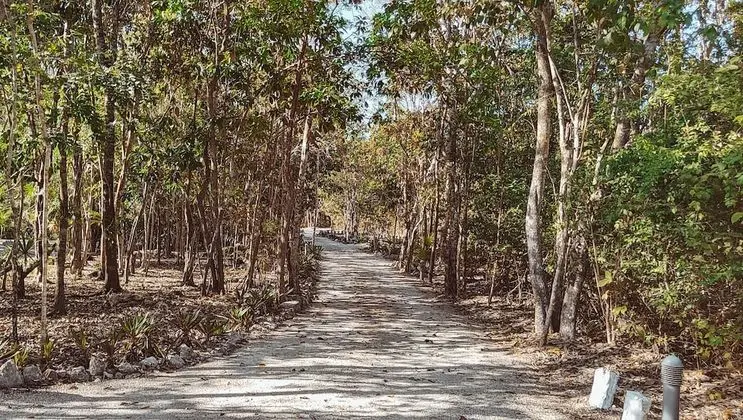 Süit (Jungle View)