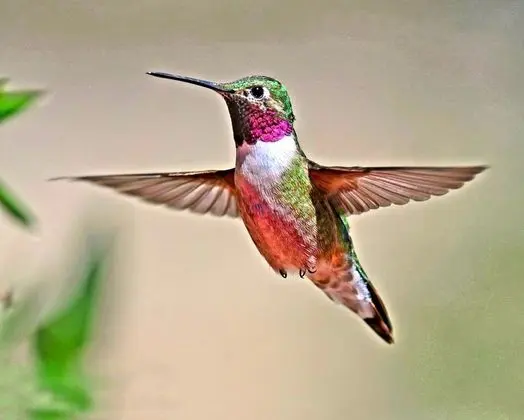 Romantic Oda