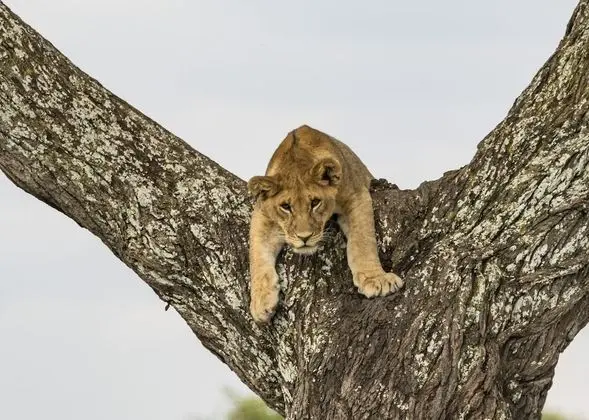 2-Bedroom Suite Savannah Panoramic Safari Experience