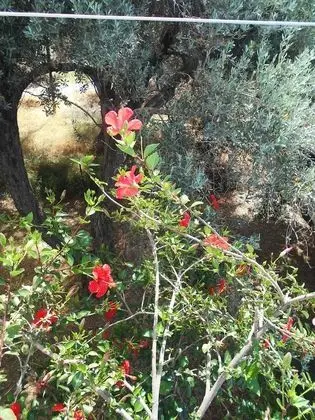 Apart Daire, 1 Yatak Odası, Balkon