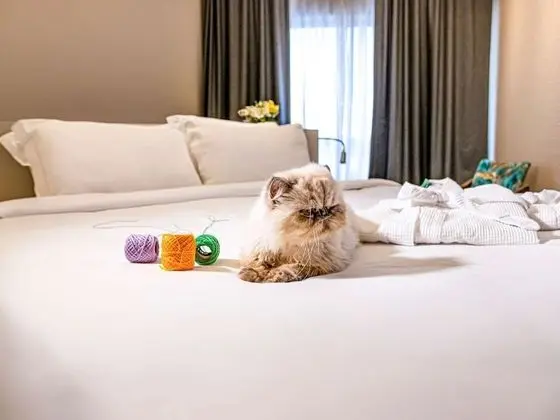Deluxe Süit, 1 En Büyük (King) Boy Yatak