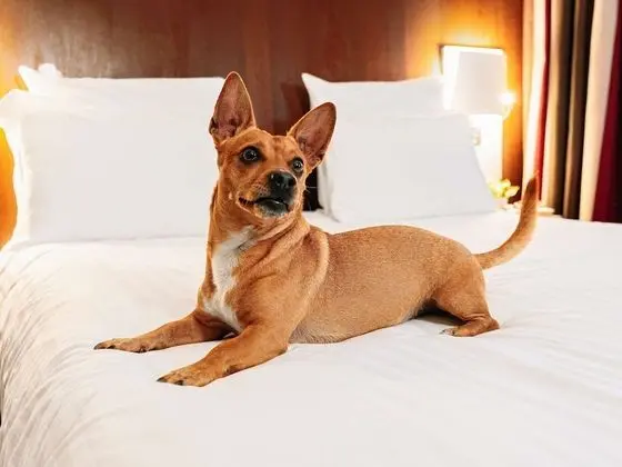 Classic Tek Büyük Yataklı Oda