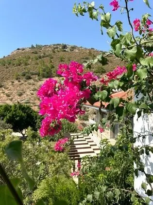 Vezir Balığı (Deniz Manzaralı)