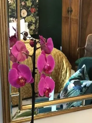 Deluxe Tek Büyük veya İki Ayrı Yataklı Oda, Zemin Kat (Orchid Room)
