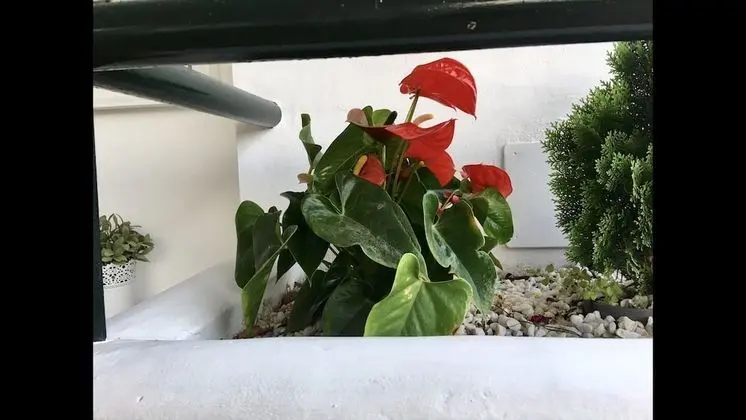 Apart Daire, 2 Yatak Odası, Teras, Deniz Manzaralı