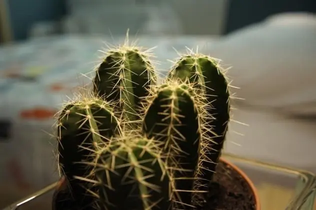 Comfort Tek Büyük Yataklı Oda, 1 Çift Kişilik Yatak, Özel Banyo