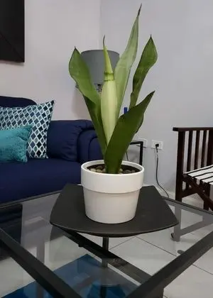 Premium Apart Daire, 1 En Büyük (King) Boy Yatak, Sigara İçilmez, Bahçe Manzaralı