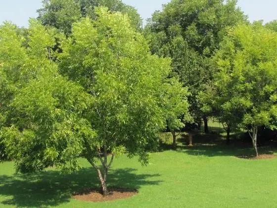 Design Tek Büyük Yataklı Oda, 1 Yatak Odası