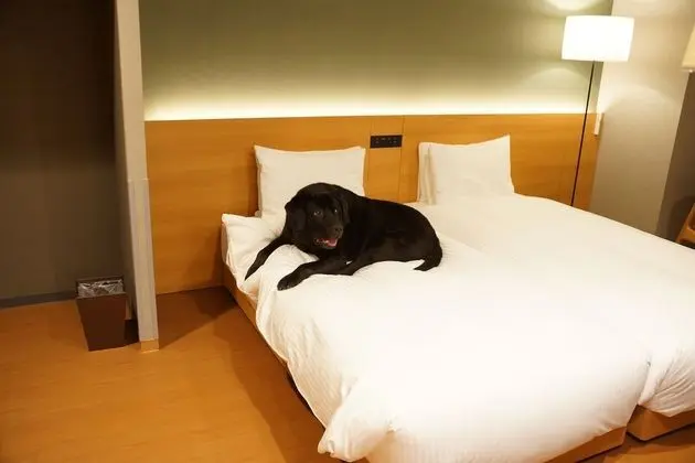 Süit, Sigara İçilmez (Dog-friendly)