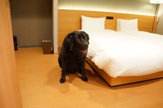 Süit, Sigara İçilmez (Dog-friendly)