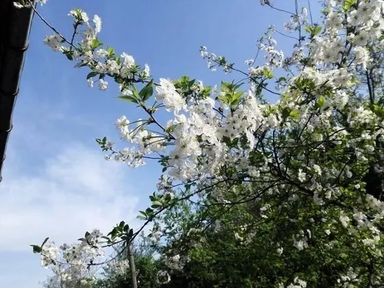 Basic Tek Büyük Yataklı Oda