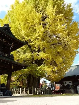 Geleneksel, Bir Japon Şilteli