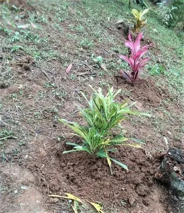 Çadır (No Tent or Bed provided)