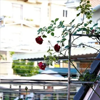 Luxury Oda