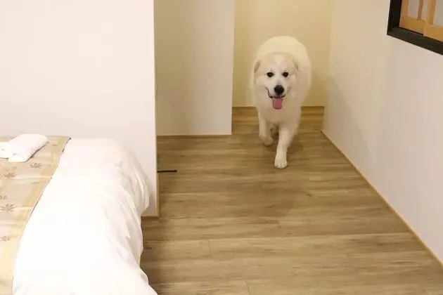 Üç Kişilik Oda, Özel Banyo (Awayuki 1F,)