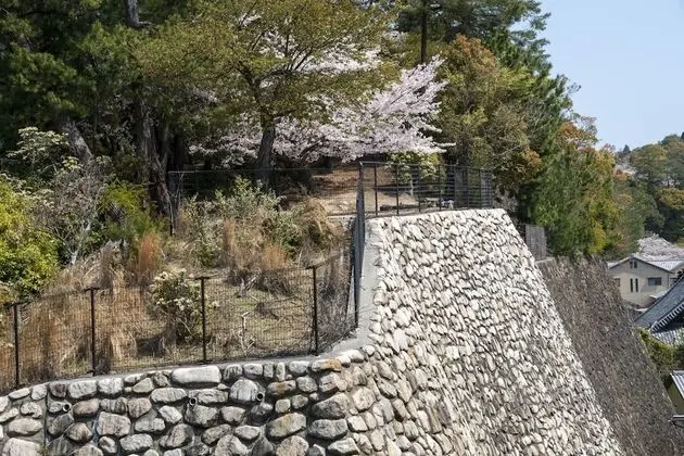 Traditional Oda
