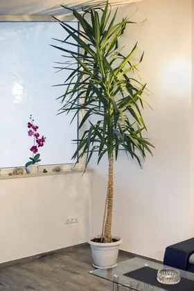 Apart Daire, Birden Çok Yatak