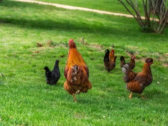 Villa (Villa Monaco - Four-Bedroom Villa)