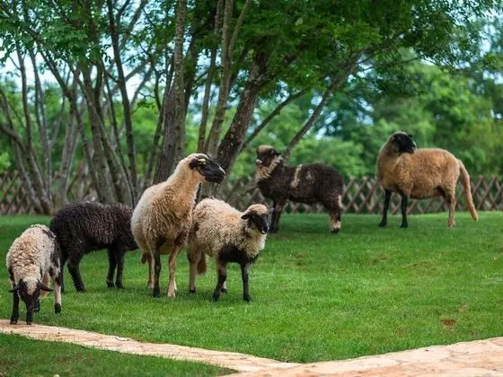 Villa (Villa Monaco - Four-Bedroom Villa)