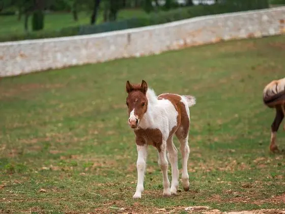Villa (Villa Monaco - Four-Bedroom Villa)